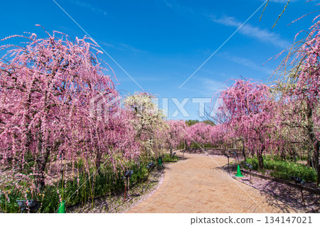 名花之裡「垂梅」（三重縣桑名市長島度假村） 134147021