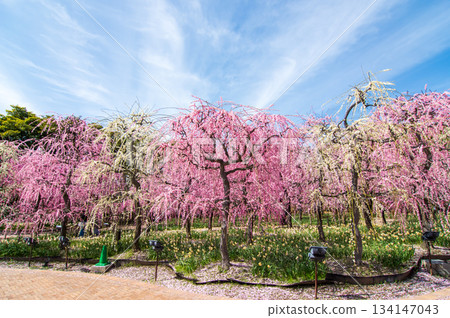 名花之裡「垂梅」（三重縣桑名市長島度假村） 134147043