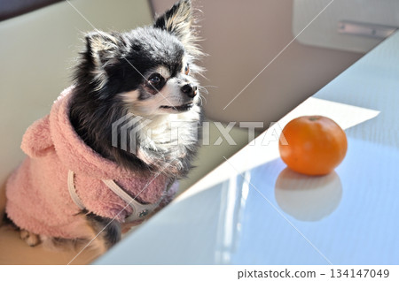 My beloved Chihuahua staring at his favorite mandarin orange My beloved Chihuahua staring at his favorite mandarin orange 134147049