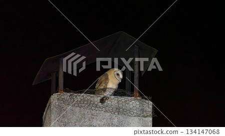 Mysterious Barn Owl Perched on a Chimney at Night Mysterious Barn Owl Perched on a Chimney at Night 134147068