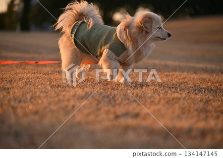 一隻狗在公園裡快樂奔跑 134147145