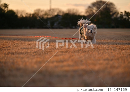 A dog running happily in the park 134147169