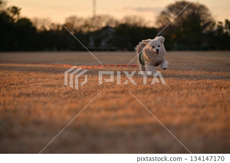 A dog running happily in the park 134147170