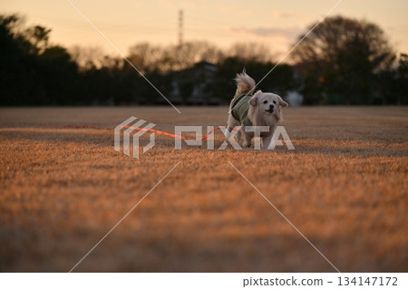 A dog running happily in the park A dog running happily in the park 134147172