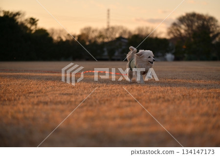 A dog running happily in the park A dog running happily in the park 134147173