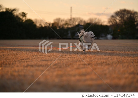 A dog running happily in the park A dog running happily in the park 134147174