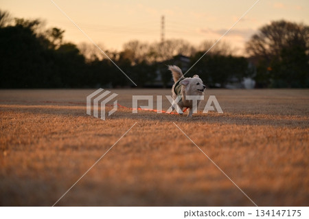A dog running happily in the park A dog running happily in the park 134147175