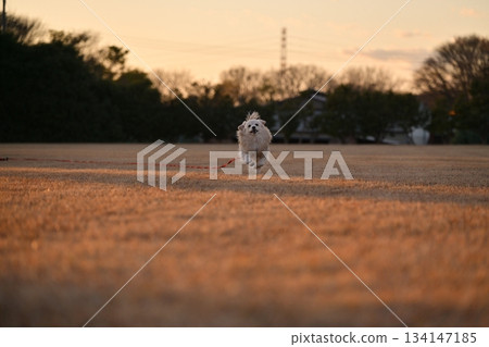 A dog running happily in the park 134147185