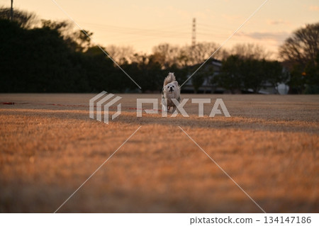 A dog running happily in the park 134147186