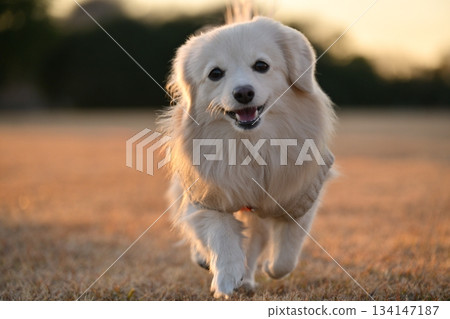 A dog running happily in the park 134147187
