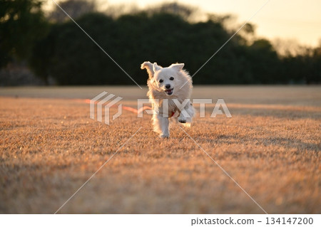 A dog running happily in the park A dog running happily in the park 134147200