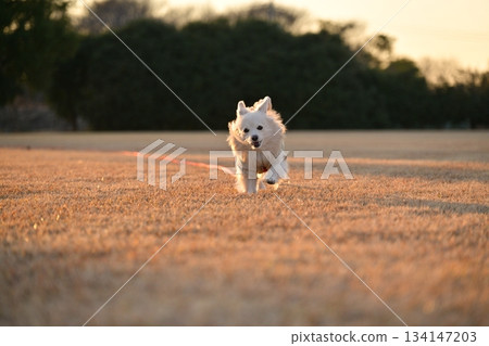 A dog running happily in the park A dog running happily in the park 134147203