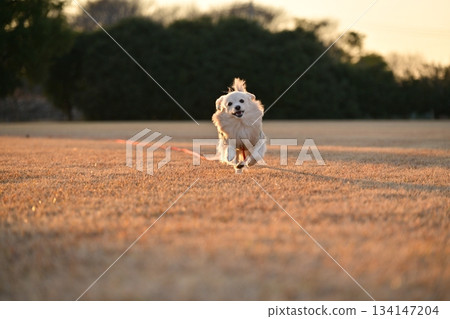 A dog running happily in the park 134147204