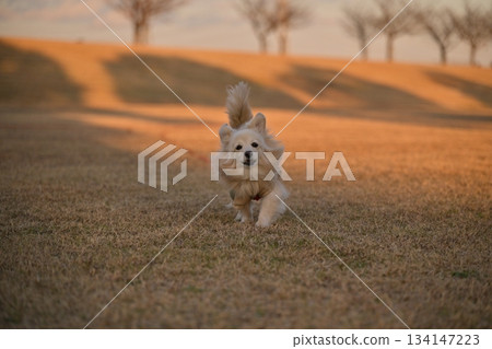 A dog running happily in the park 134147223