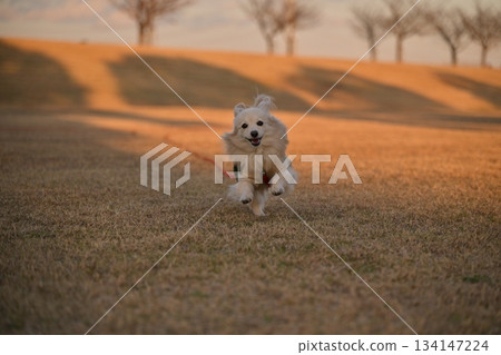 A dog running happily in the park 134147224