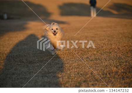 A dog running happily in the park A dog running happily in the park 134147232