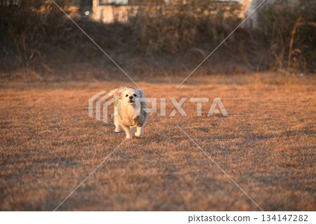一隻狗在公園裡快樂奔跑 一隻狗在公園裡快樂奔跑 134147282