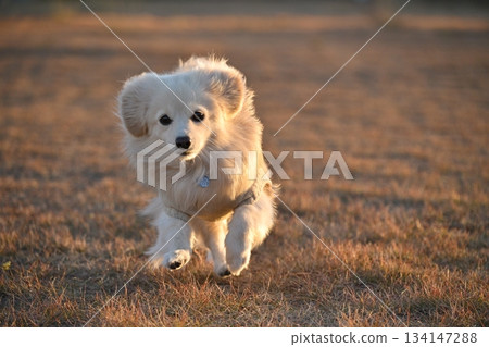A dog running happily in the park A dog running happily in the park 134147288