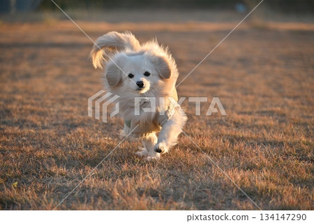 A dog running happily in the park A dog running happily in the park 134147290