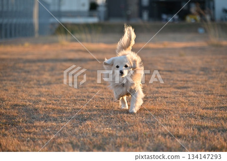 A dog running happily in the park A dog running happily in the park 134147293