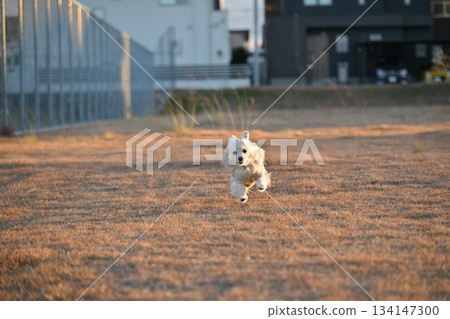 一隻狗在公園裡快樂奔跑 一隻狗在公園裡快樂奔跑 134147300