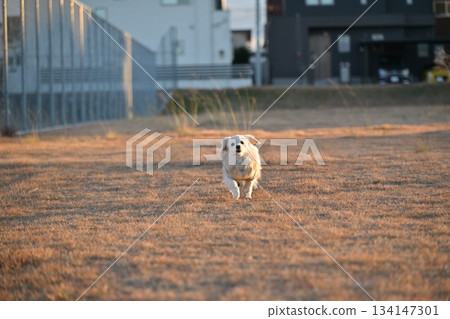 一隻狗在公園裡快樂奔跑 134147301