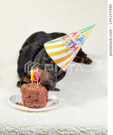 Adorable Dachshund Dog Celebrating Birthday with Colorful Hat and Raw Beef Cake 134147490