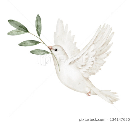 White dove with branch in beak, flying, watercolor illustration, wings spread, peace symbol, perfect for greeting card, wedding invitation, memorial design, spiritual event or peace campaign. 134147630