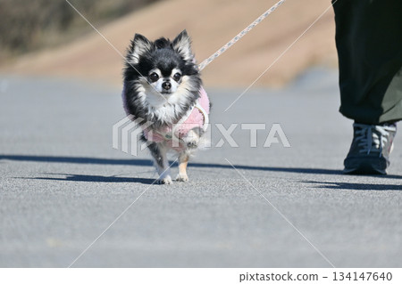An elderly dog walking energetically: a long-coated Chihuahua 134147640