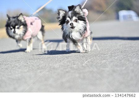 兩隻友善的吉娃娃犬和它們的主人一起散步 134147662