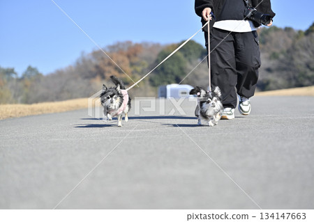 兩隻友善的吉娃娃犬和它們的主人一起散步 兩隻友善的吉娃娃犬和它們的主人一起散步 134147663
