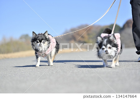 兩隻友善的吉娃娃犬和它們的主人一起散步 兩隻友善的吉娃娃犬和它們的主人一起散步 134147664
