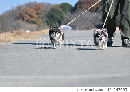 兩隻友善的吉娃娃犬和它們的主人一起散步 134147665