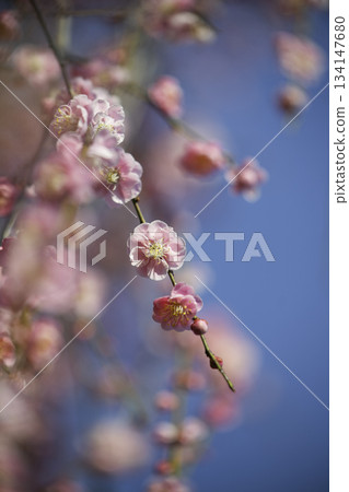 在藍天的白色李子開花 在藍天的白色李子開花 134147680