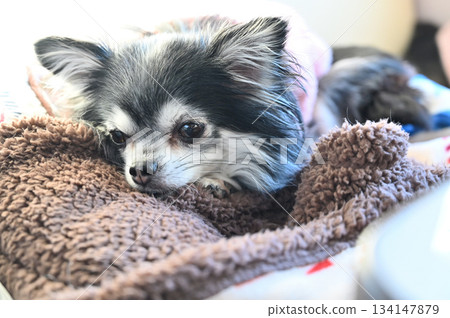 Chihuahua sleeping in bed Chihuahua sleeping in bed 134147879