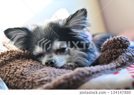 Chihuahua sleeping in bed Chihuahua sleeping in bed 134147880