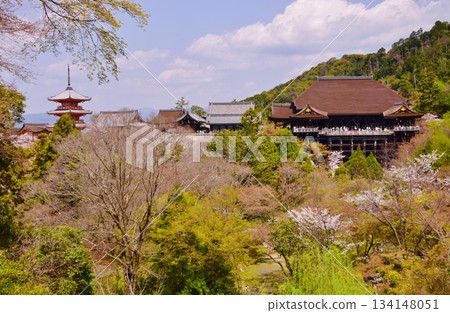 Spring in Kyoto: Cherry blossoms and Kiyomizu-dera Temple 134148051