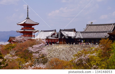 Spring in Kyoto: Cherry blossoms and Kiyomizu-dera Temple 134148053
