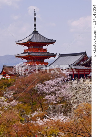 京都的春天：櫻花與清水寺 134148054