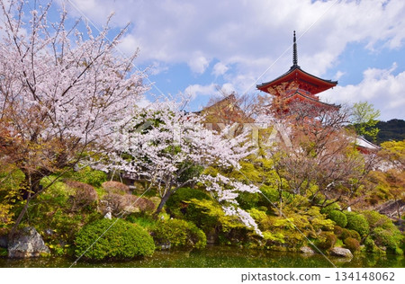 京都的春天：櫻花與清水寺 134148062