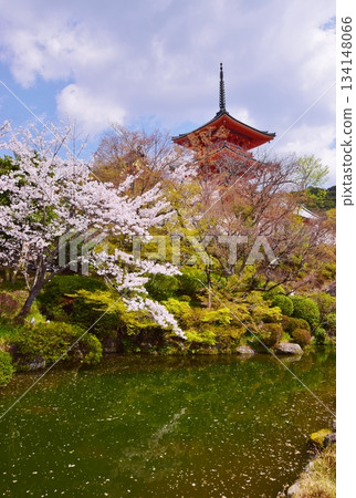 Spring in Kyoto: Cherry blossoms and Kiyomizu-dera Temple 134148066