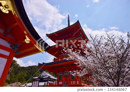 京都的春天：櫻花與清水寺 134148067