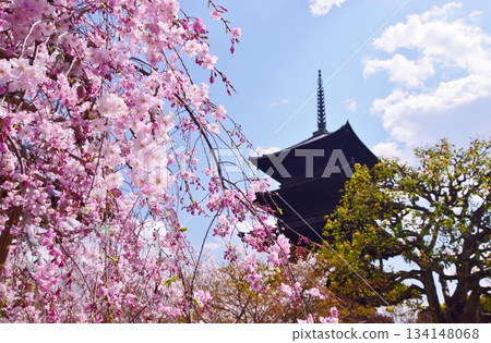 京都之春：櫻花與東寺 134148068