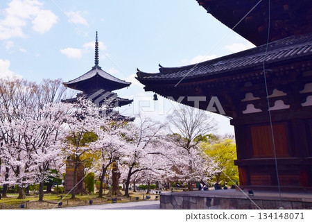 Spring in Kyoto: Cherry blossoms and Toji Temple 134148071