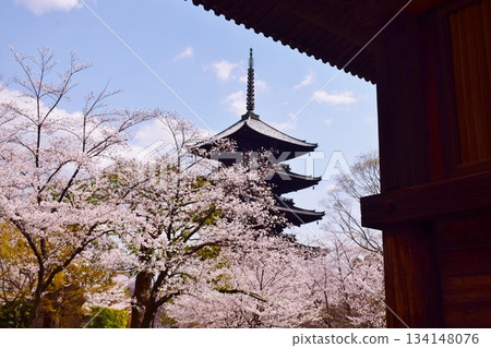 京都之春：櫻花與東寺 134148076