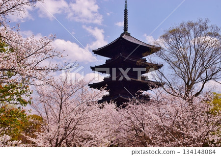 京都之春:櫻花與東寺 京都之春:櫻花與東寺 134148084