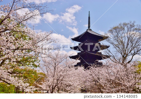 京都之春:櫻花與東寺 京都之春:櫻花與東寺 134148085