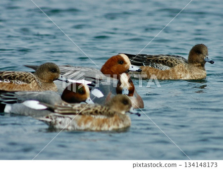 Winter birds have arrived. Three pairs of wigeon couples. Winter birds have arrived. Three pairs of wigeon couples. 134148173
