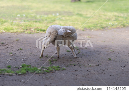 Sheep grooming itself standing on dirt path in pasture 134148205