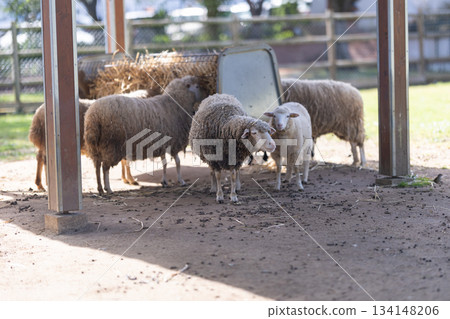 Group of sheep and a lamb standing in a farm pen 134148206